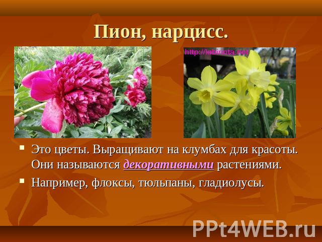 Пион, нарцисс. Это цветы. Выращивают на клумбах для красоты. Они называются декоративными растениями. Например, флоксы, тюльпаны, гладиолусы.