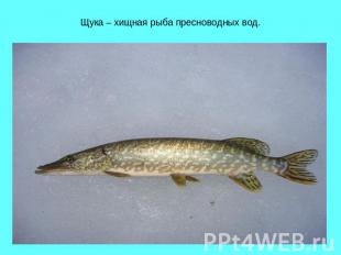 Щука – хищная рыба пресноводных вод.
