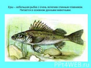 Ерш – небольшая рыбка с очень колючим спинным плавником.Питается в основном донн