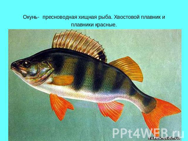 Окунь- пресноводная хищная рыба. Хвостовой плавник и плавники красные.