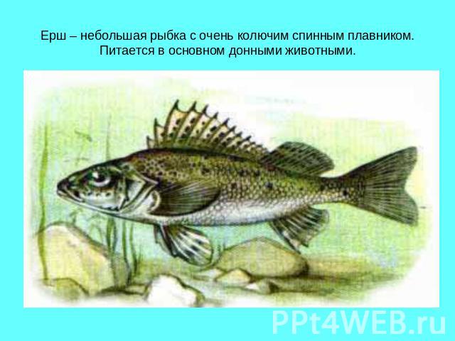 Ерш – небольшая рыбка с очень колючим спинным плавником.Питается в основном донными животными.
