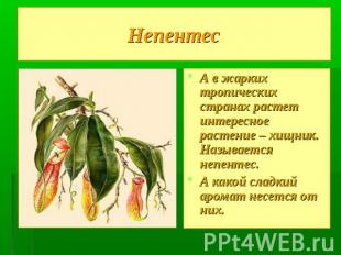 Непентес А в жарких тропических странах растет интересное растение – хищник. Наз
