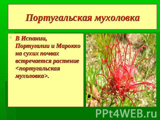 Португальская мухоловка В Испании, Португалии и Марокко на сухих почвах встречается растение .