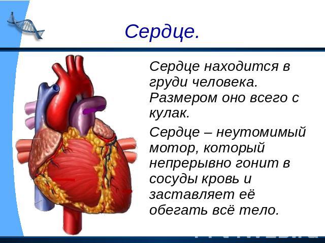 Сердце. Сердце находится в груди человека. Размером оно всего с кулак. Сердце – неутомимый мотор, который непрерывно гонит в сосуды кровь и заставляет её обегать всё тело.