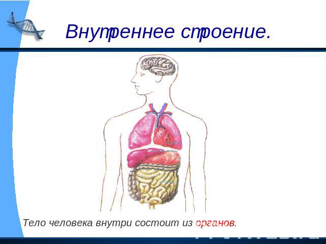 Внутреннее строение. Тело человека внутри состоит из органов.