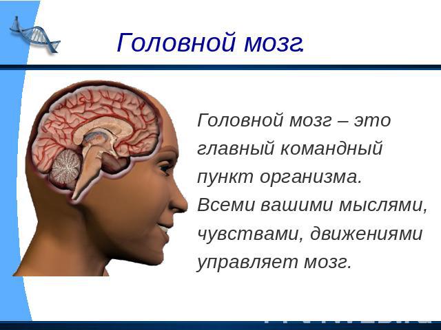 Головной мозг. Головной мозг – это главный командный пункт организма. Всеми вашими мыслями, чувствами, движениями управляет мозг.