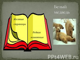 Белый медведь Желтые страницы Редкие животные