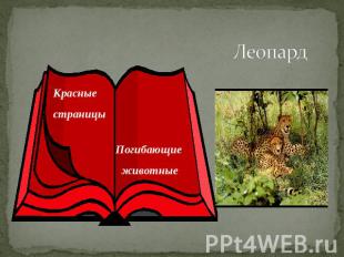 Леопард Красные страницы Погибающие животные