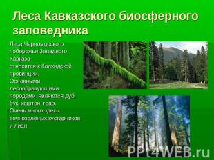 Леса Кавказского биосферного заповедника Леса Черноморского побережья Западного