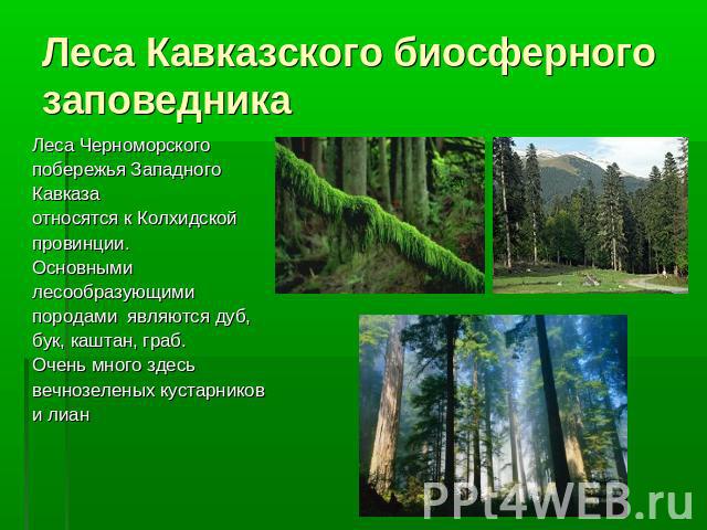 Леса Кавказского биосферного заповедника Леса Черноморского побережья Западного Кавказа относятся к Колхидской провинции. Основными лесообразующими породами являются дуб, бук, каштан, граб. Очень много здесь вечнозеленых кустарников и лиан