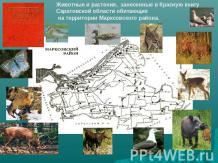 Животные и растения, занесенные в Красную книгу Саратовской области обитающие на
