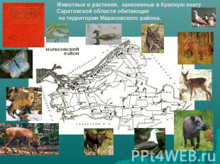 Животные и растения, занесенные в Красную книгу Саратовской области обитающие на