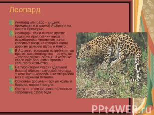 Леопард Леопард или барс – хищник, проживает и в жаркой Африке и на нашем Примор