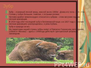 Зубр Зубр – огромный лесной зверь, массой около 1000кг. Длина его тела – 2,5 – 3