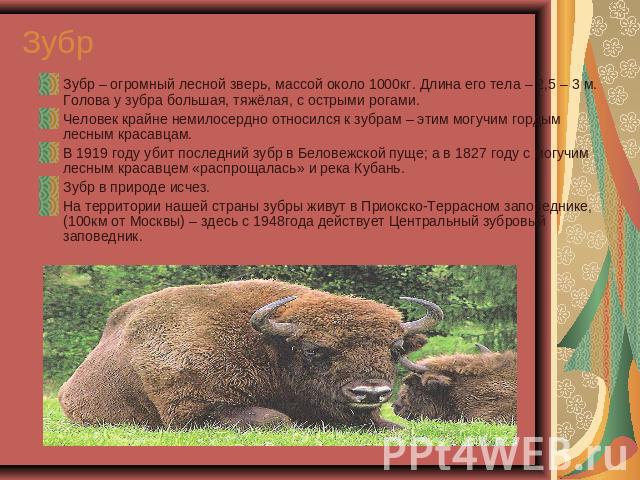 Зубр Зубр – огромный лесной зверь, массой около 1000кг. Длина его тела – 2,5 – 3 м. Голова у зубра большая, тяжёлая, с острыми рогами. Человек крайне немилосердно относился к зубрам – этим могучим гордым лесным красавцам. В 1919 году убит последний …
