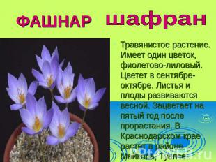 ФАШНАР шафран Травянистое растение. Имеет один цветок, фиолетово-лиловый. Цветет