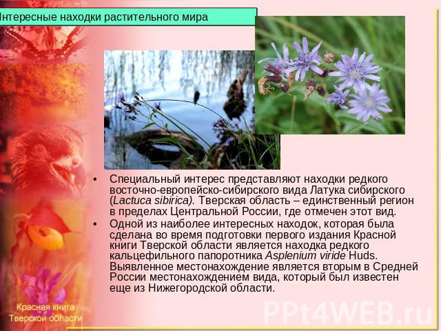 Интересные находки растительного мира Специальный интерес представляют находки редкого восточно-европейско-сибирского вида Латука сибирского (Lactuca sibirica). Тверская область – единственный регион в пределах Центральной России, где отмечен этот в…