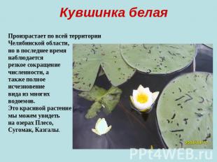 Кувшинка белая Произрастает по всей территории Челябинской области, но в последн