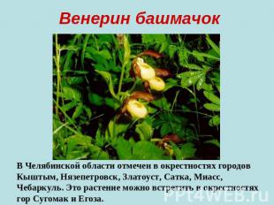 Венерин башмачок В Челябинской области отмечен в окрестностях городов Кыштым, Ня