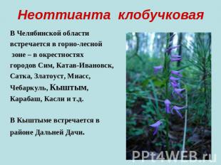 Неоттианта клобучковая В Челябинской области встречается в горно-лесной зоне – в