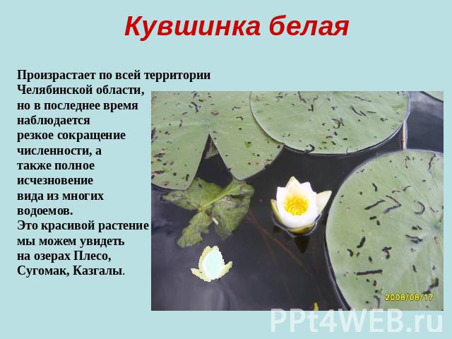 Кувшинка белая Произрастает по всей территории Челябинской области, но в последнее время наблюдается резкое сокращение численности, а также полное исчезновение вида из многих водоемов. Это красивой растение мы можем увидеть на озерах Плесо, Сугомак,…