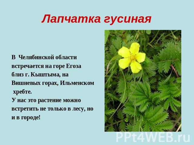 Лапчатка гусиная В Челябинской области встречается на горе Егоза близ г. Кыштыма, на Вишневых горах, Ильменском хребте. У нас это растение можно встретить не только в лесу, но и в городе!