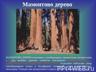 Мамонтово дерево МАМОНТОВО ДЕРЕВО (синонимы: секвойядендрон, вашингтония, веллин