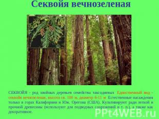 Секвойя вечнозеленая СЕКВОЙЯ - род хвойных деревьев семейства таксодиевых. Единс