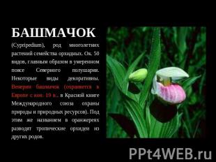 БАШМАЧОК (Cypripedium), род многолетних растений семейства орхидных. Ок. 50 видо