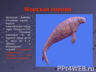 Морская корова МОРСКАЯ КОРОВА (стеллерова корова) - морское млекопитающее отряда