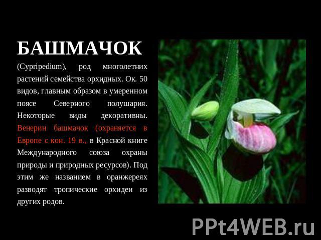 БАШМАЧОК (Cypripedium), род многолетних растений семейства орхидных. Ок. 50 видов, главным образом в умеренном поясе Северного полушария. Некоторые виды декоративны. Венерин башмачок (охраняется в Европе с кон. 19 в., в Красной книге Международного …