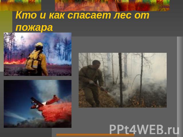 Кто и как спасает лес от пожара