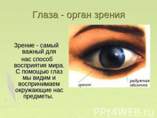 Глаза - орган зрения Зрение - самый важный для нас способ восприятия мира. С пом