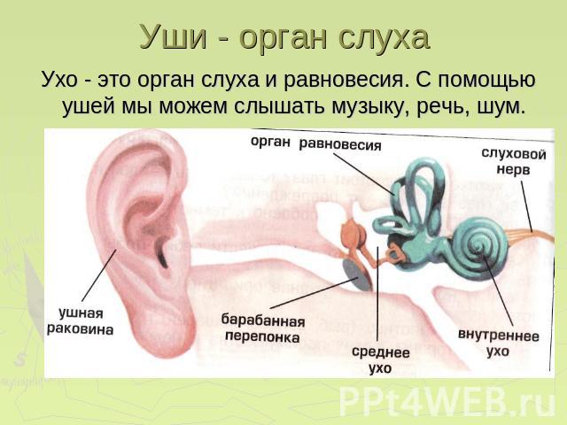 Уши - орган слуха Ухо - это орган слуха и равновесия. С помощью ушей мы можем слышать музыку, речь, шум.