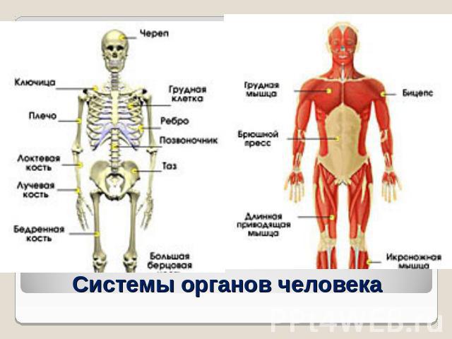 Системы органов человека