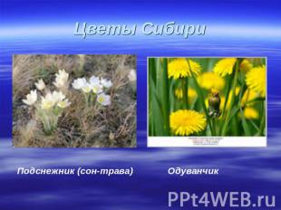 Цветы Сибири Подснежник (сон-трава) Одуванчик