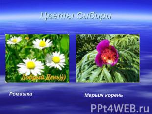 Цветы Сибири Ромашка Марьин корень