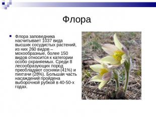 Флора Флора заповедника насчитывает 1037 вида высших сосудистых растений, из них