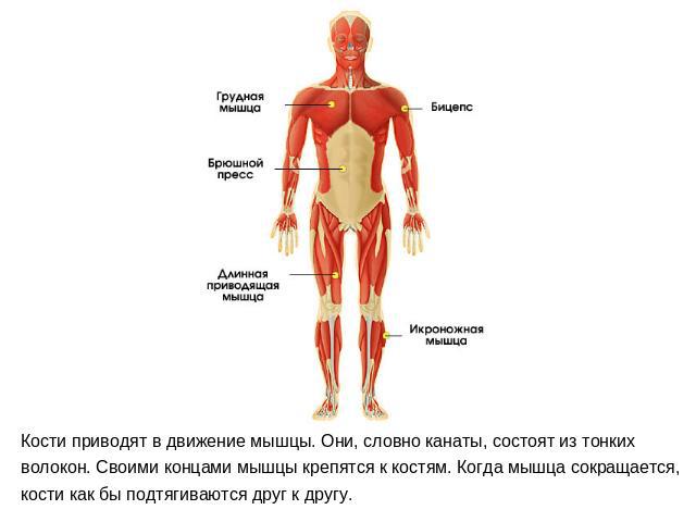 Кости приводят в движение мышцы. Они, словно канаты, состоят из тонких волокон. Своими концами мышцы крепятся к костям. Когда мышца сокращается, кости как бы подтягиваются друг к другу.