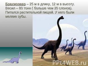 Брахиозавр – 25 м в длину, 12 м в высоту. Весил – 80 тонн ( больше чем 20 слонов
