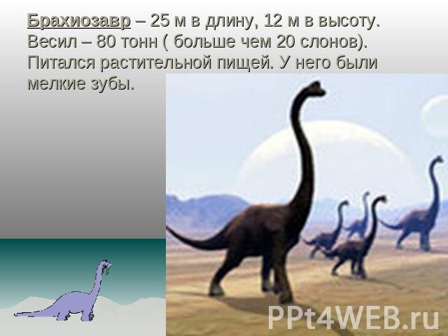 Брахиозавр – 25 м в длину, 12 м в высоту. Весил – 80 тонн ( больше чем 20 слонов). Питался растительной пищей. У него были мелкие зубы.