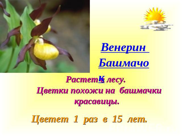 Венерин Башмачок Растет в лесу. Цветки похожи на башмачки красавицы. Цветет 1 раз в 15 лет.