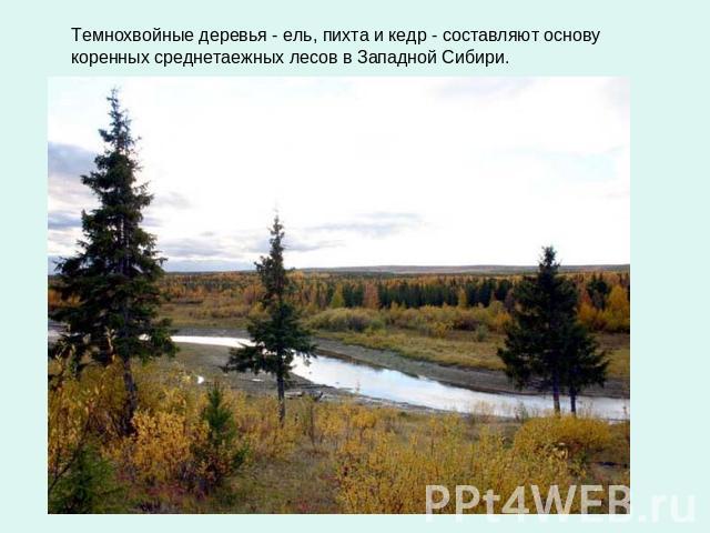 Темнохвойные деревья - ель, пихта и кедр - составляют основу коренных среднетаежных лесов в Западной Сибири.