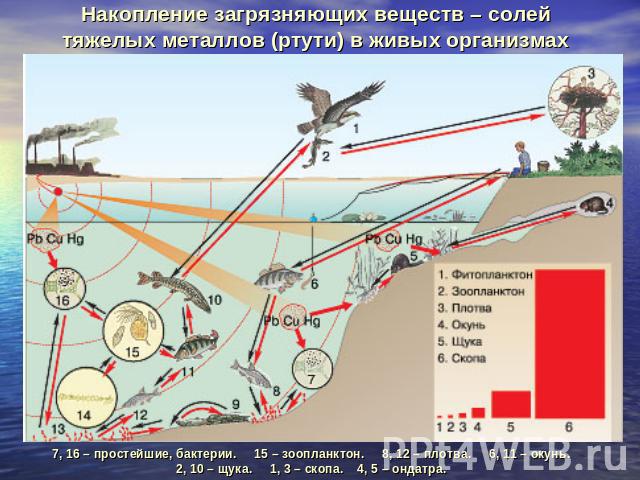 Накопление загрязняющих веществ – солей тяжелых металлов (ртути) в живых организмах 7, 16 – простейшие, бактерии. 15 – зоопланктон. 8, 12 – плотва. 6, 11 – окунь. 2, 10 – щука. 1, 3 – скопа. 4, 5 – ондатра.