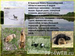 В Красную Книгу Новосибирской области внесены 6 видов животных заказника – летуч