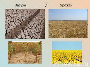 Засуха и Урожай