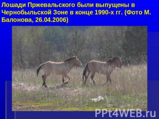 Лошади Пржевальского были выпущены в Чернобыльской Зоне в конце 1990-х гг. (Фото