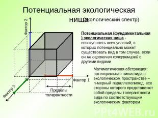 Потенциальная экологическая ниша (экологический спектр)Потенциальная (фундамента