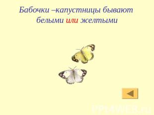 Бабочки –капустницы бывают белыми или желтыми