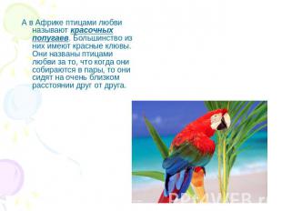 А в Африке птицами любви называют красочных попугаев. Большинство из них имеют к